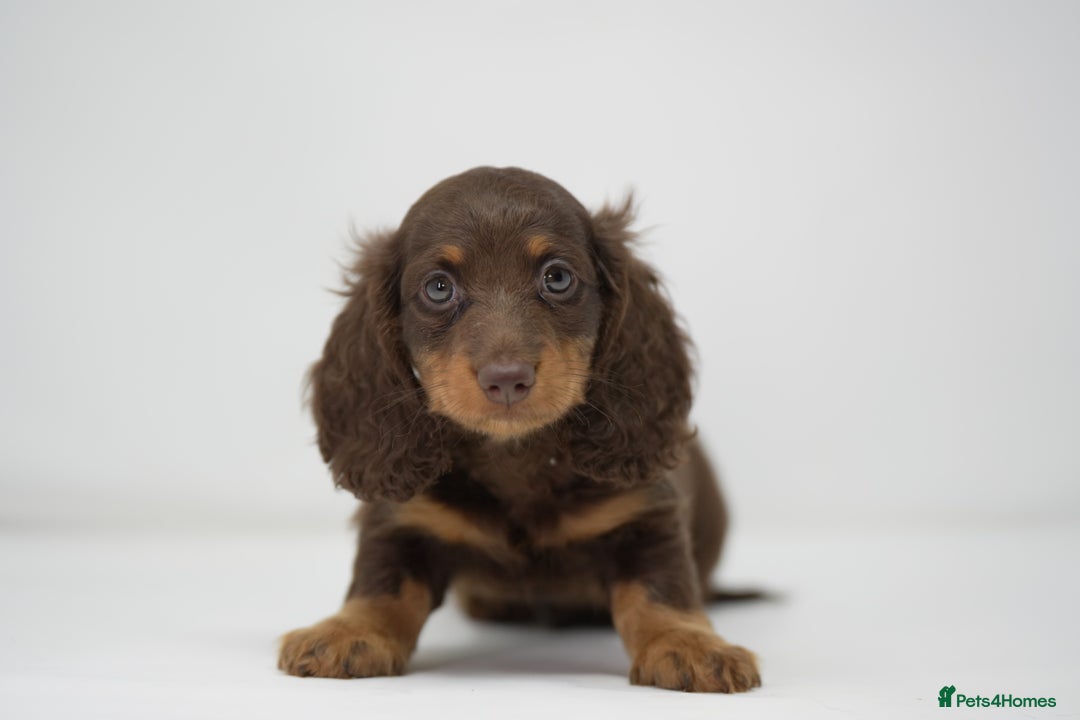 Dachshund dogs for sale: Long haired miniature dachshunds  - Image 1