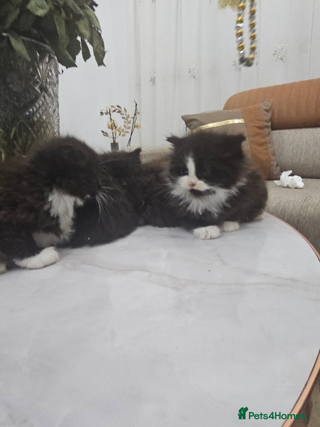 Persian cats for sale: Adorable half perian kittens available now,  - Advert 19