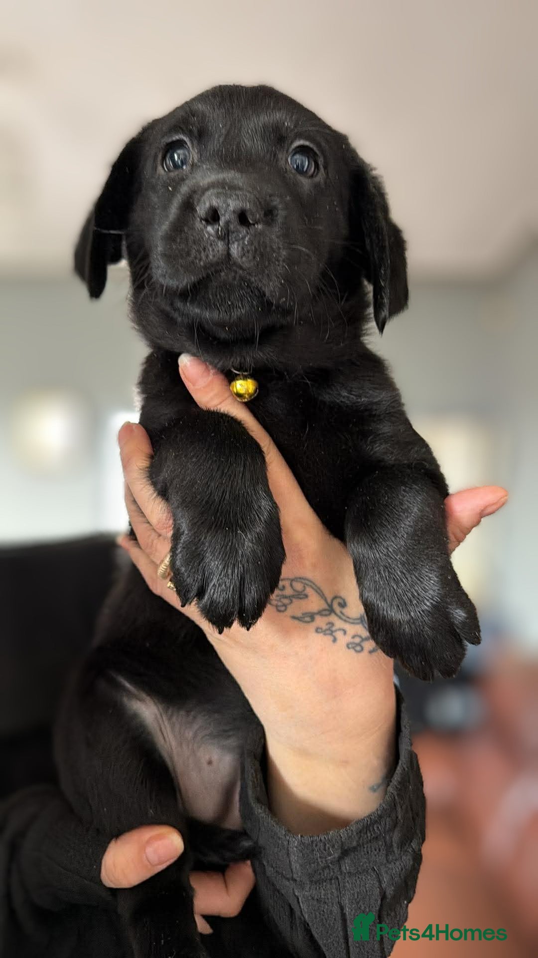 Labrador Retriever dogs Black Labradors puppies  - Advert 16