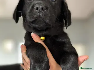 Labrador Retriever dogs Black Labradors puppies - Advert 16