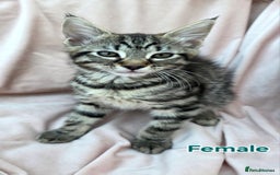 Mixed Breed cats for sale: Maine Coon Cross Kittens Still Available!! - Image 6