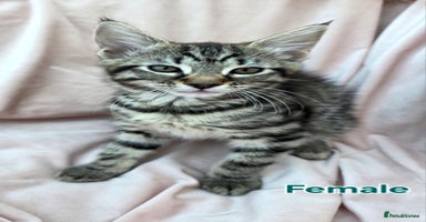Mixed Breed cats - Advert 6