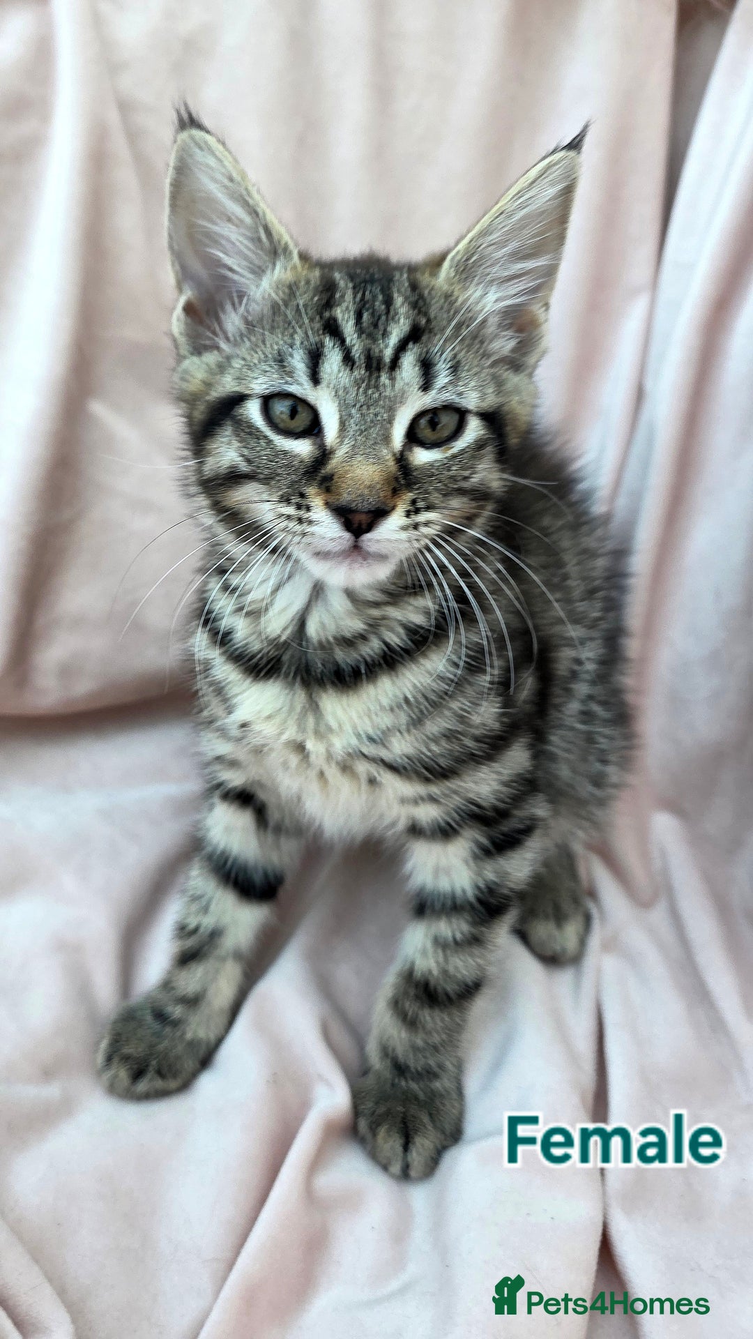 Mixed Breed cats for sale: Maine Coon Cross Kittens Still Available!! - Image 6