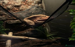Snake reptiles for sale: 2 snakes with complete set up *read description* - Image 5