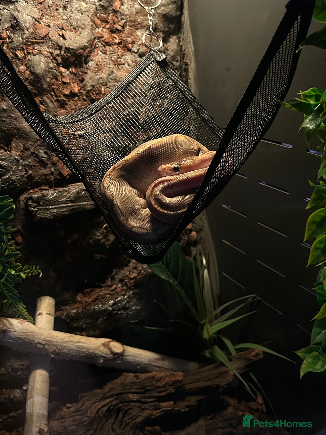 Snake reptiles for sale: 2 snakes with complete set up *read description* - Image 5