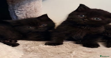 Persian cats Perfect little 1/2Persian x BSH kittens 🐱  - Advert 4