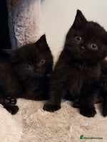 Persian cats Perfect little 1/2Persian x BSH kittens 🐱 - Advert 1
