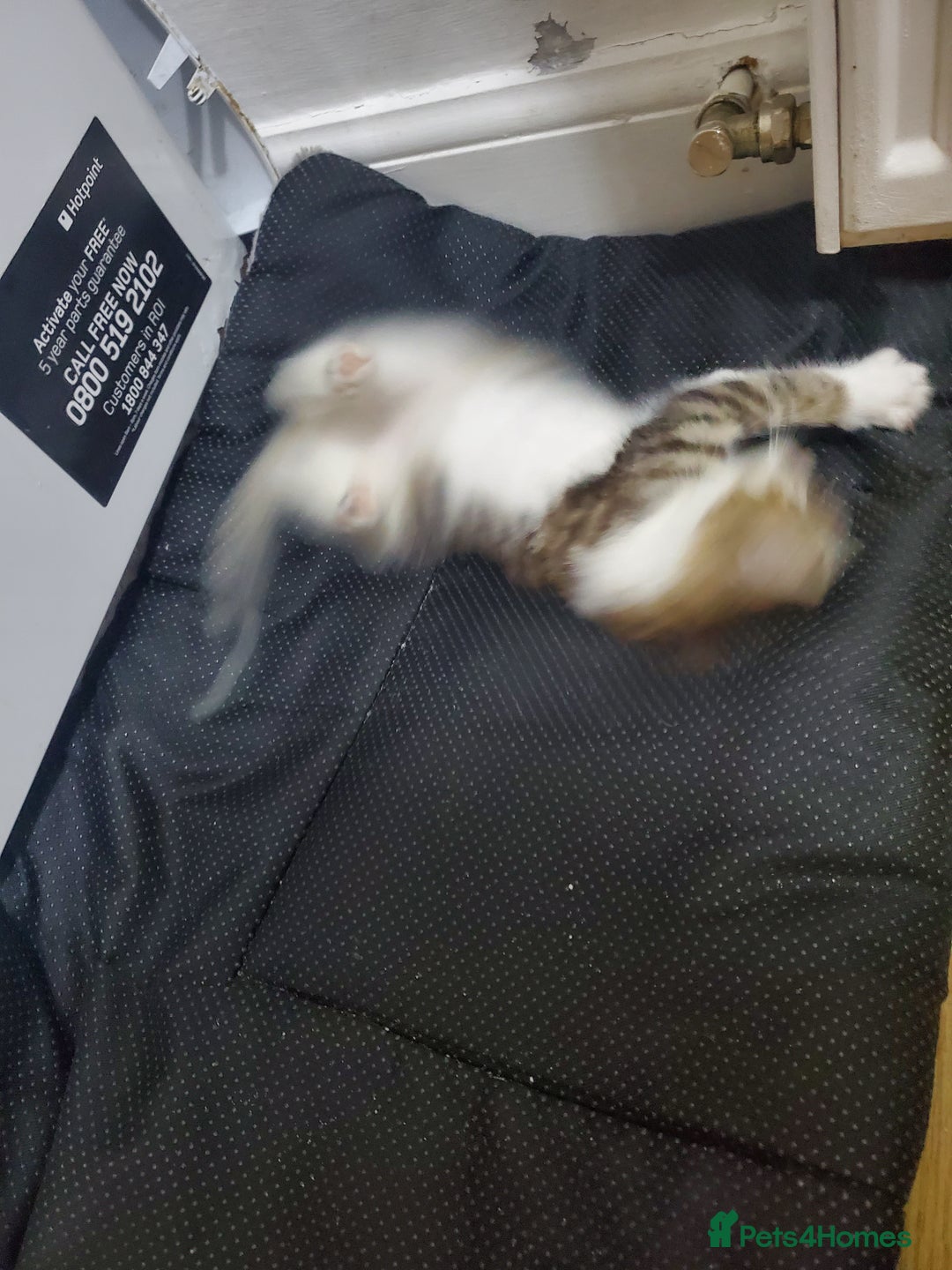 Domestic Shorthair cats for sale: Tabby and white baby girl - Advert 4