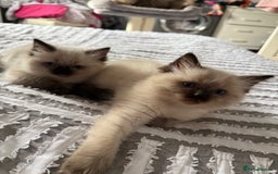 Ragdoll cats for sale: 🩵 Beautiful Ragdoll Kittens Ready at 12 Weeks! 🩵 - Image 2