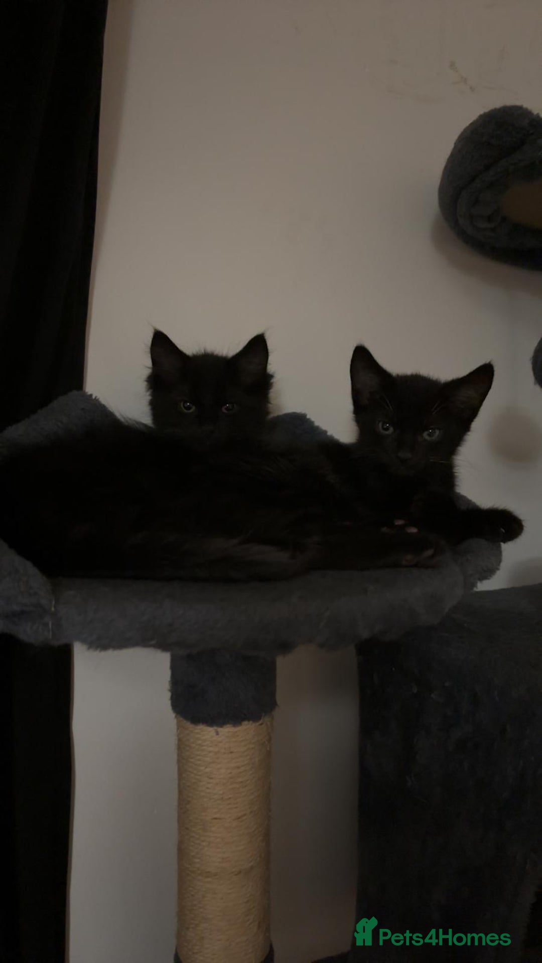 Mixed Breed cats for sale: black Siberian mixed  - Image 9
