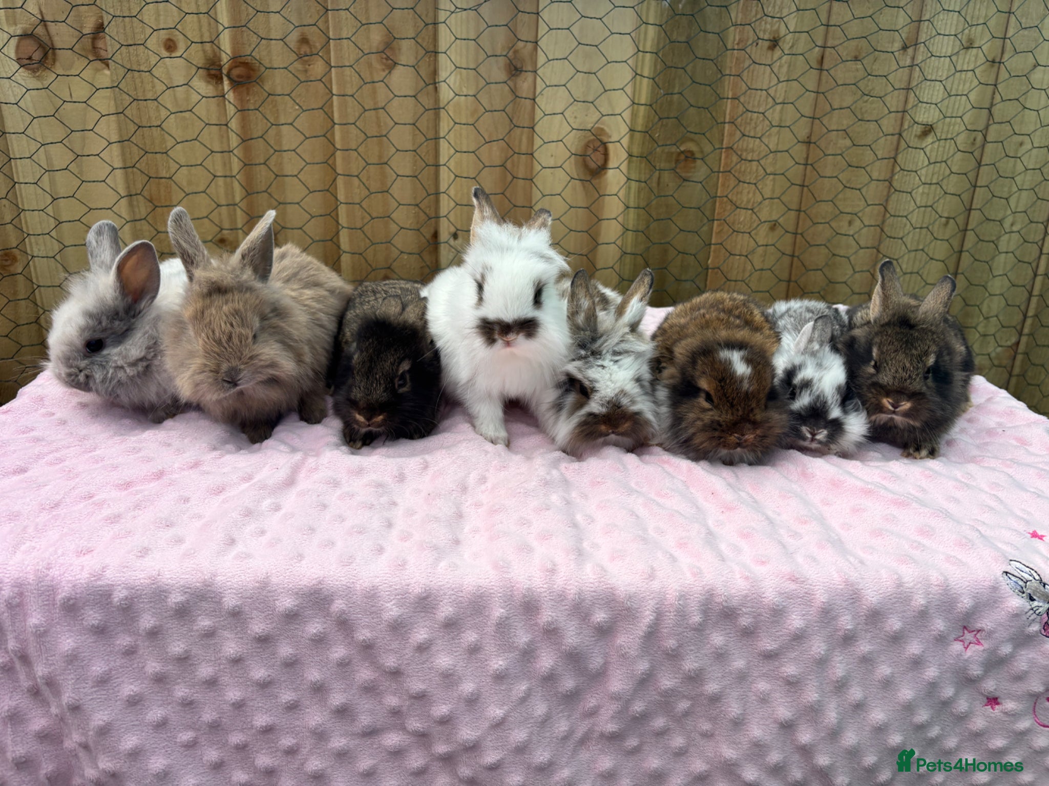 Mixed Breed rabbits 13 baby bunnies boys and girls £50 each lop/teddy - Advert 2