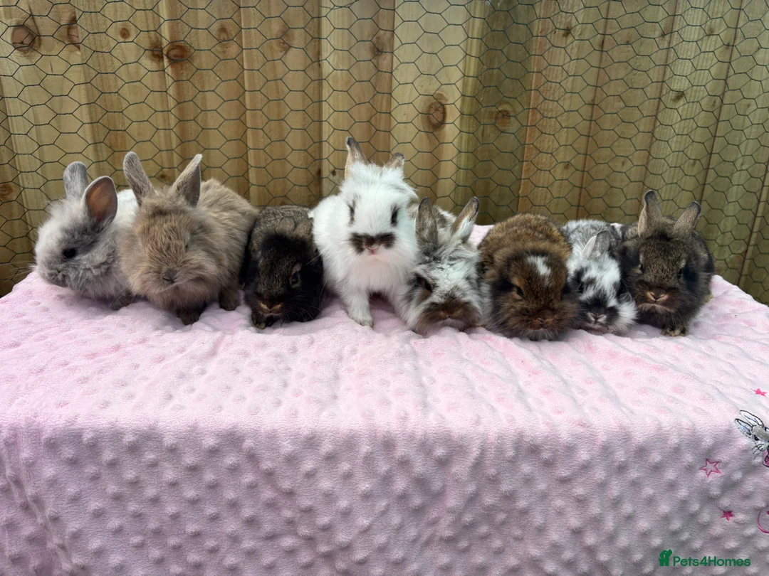 Mixed Breed rabbits for sale: 13 baby bunnies boys and girls £50 each lop/teddy - Advert 1