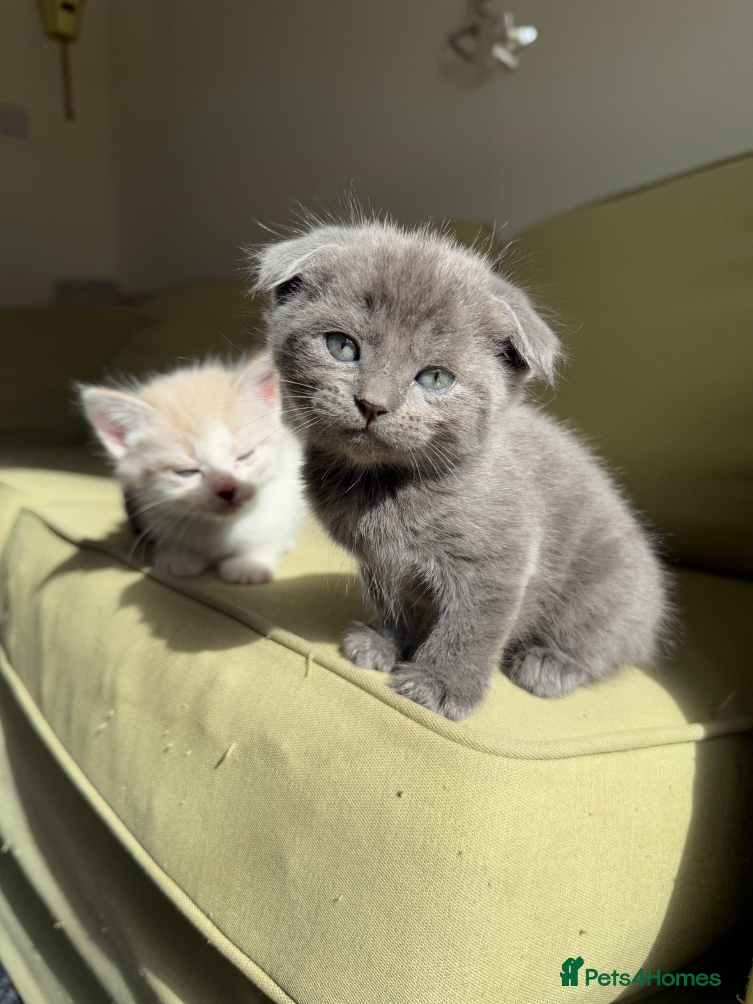 Scottish Fold cats for sale: 🐾ADORABLE SCOTTISH KITTENS FOR SALE🐾  - Image 18