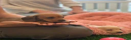 Miniature Dachshund dogs for sale: Miniature Dachshunds - Advert 11