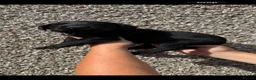 Labrador Retriever dogs for sale: Black Labrador pups stunning top trialing lines  - Advert 5