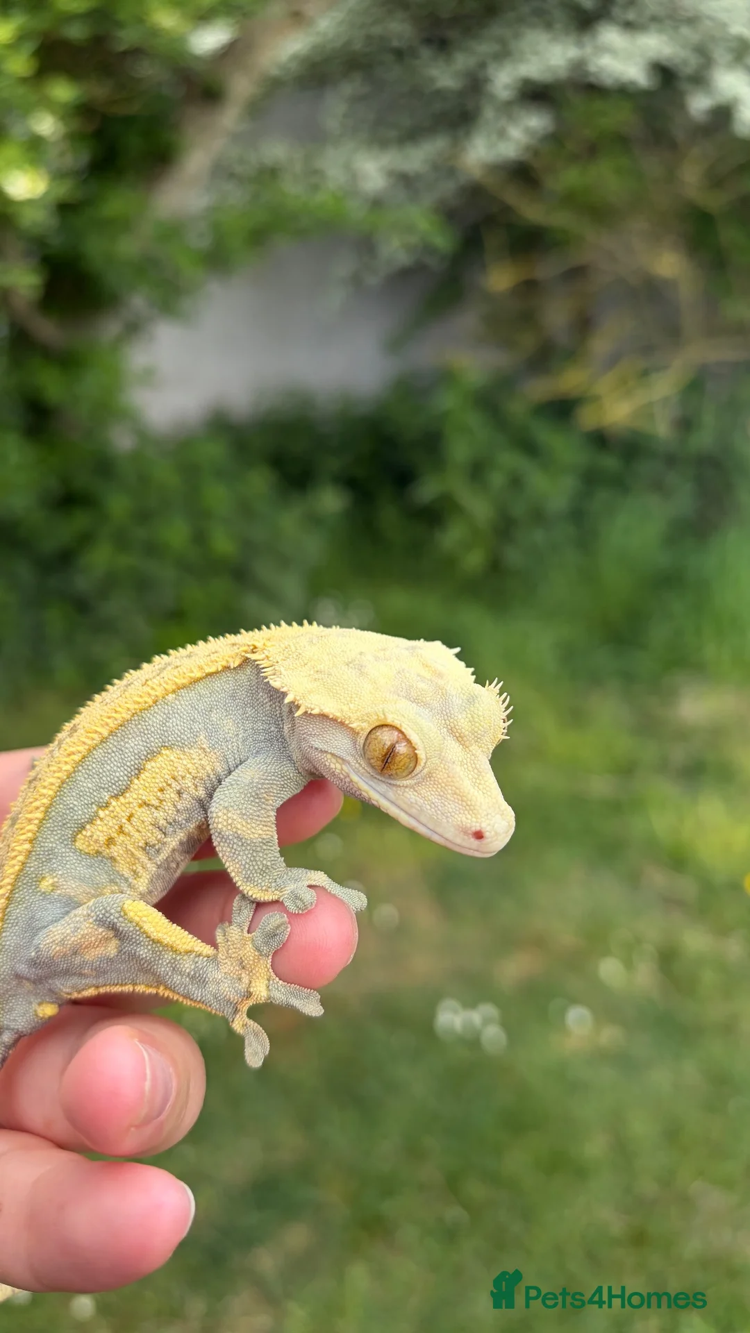 Gecko reptiles for sale: Proven female crested gecko  - Advert 4
