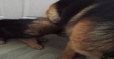 German Shepherd dogs - Advert 6