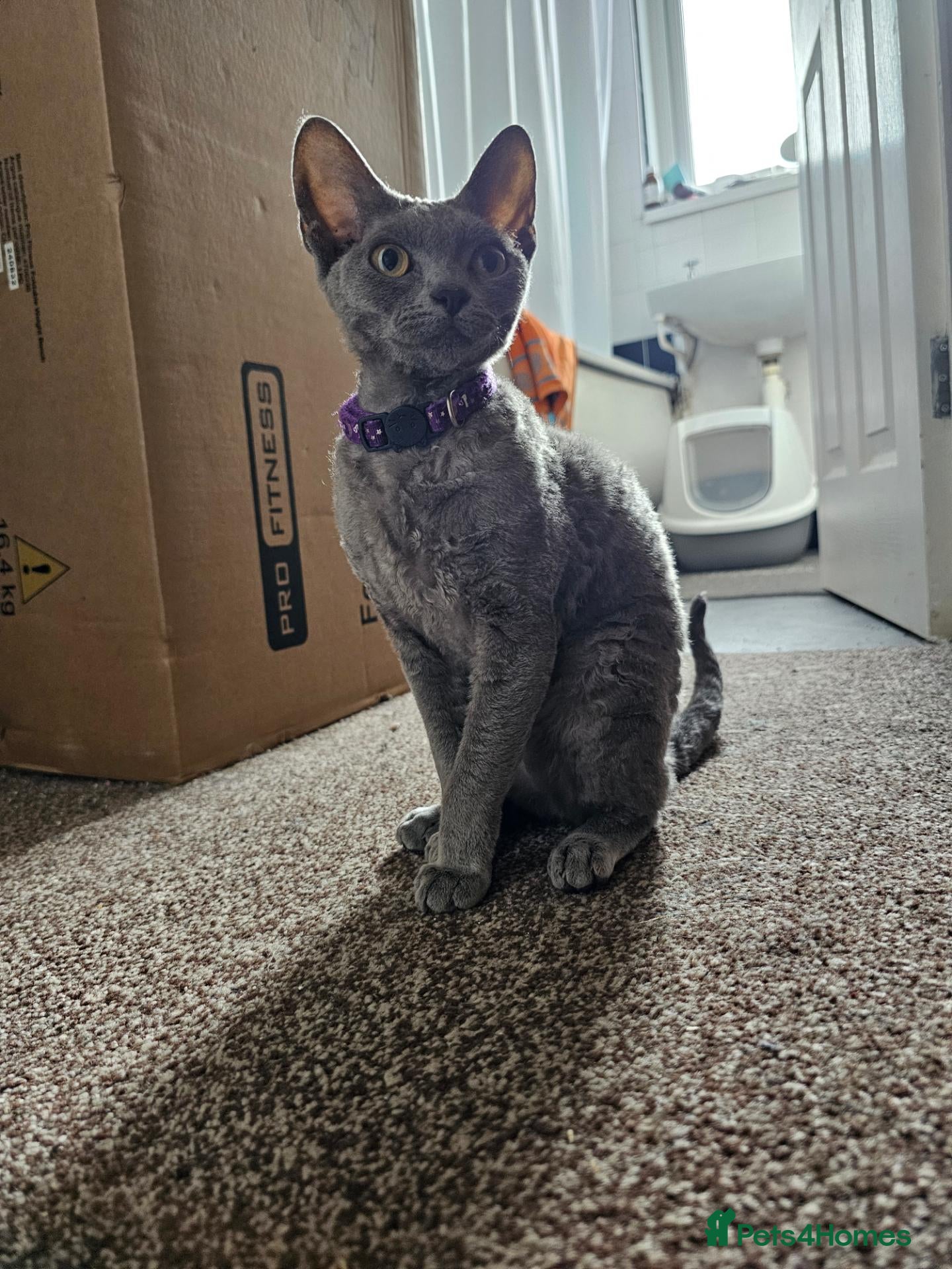 Devon Rex cats Devon rex 6 month old blue females - Advert 7