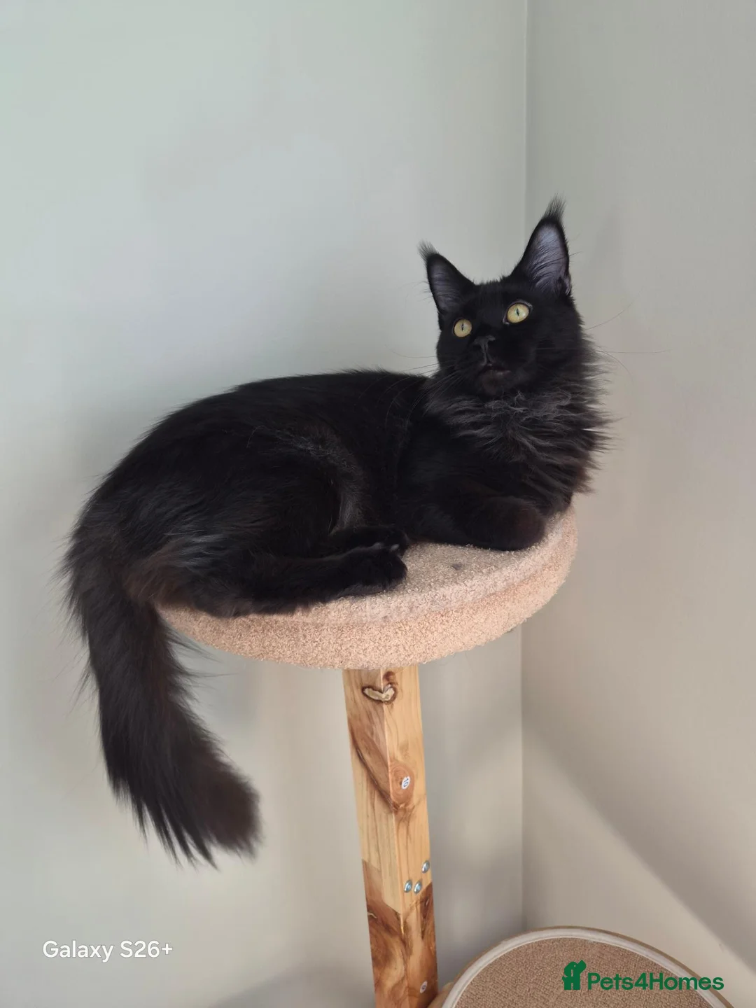 Maine Coon cats for sale: Female - Advert 10