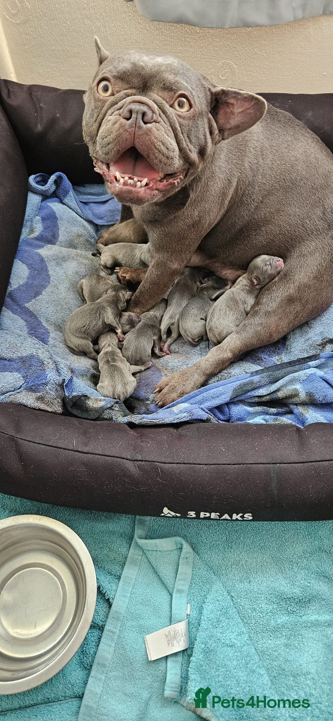 Mixed Breed dogs for sale: French Bulldog x Chichuhua - Image 20