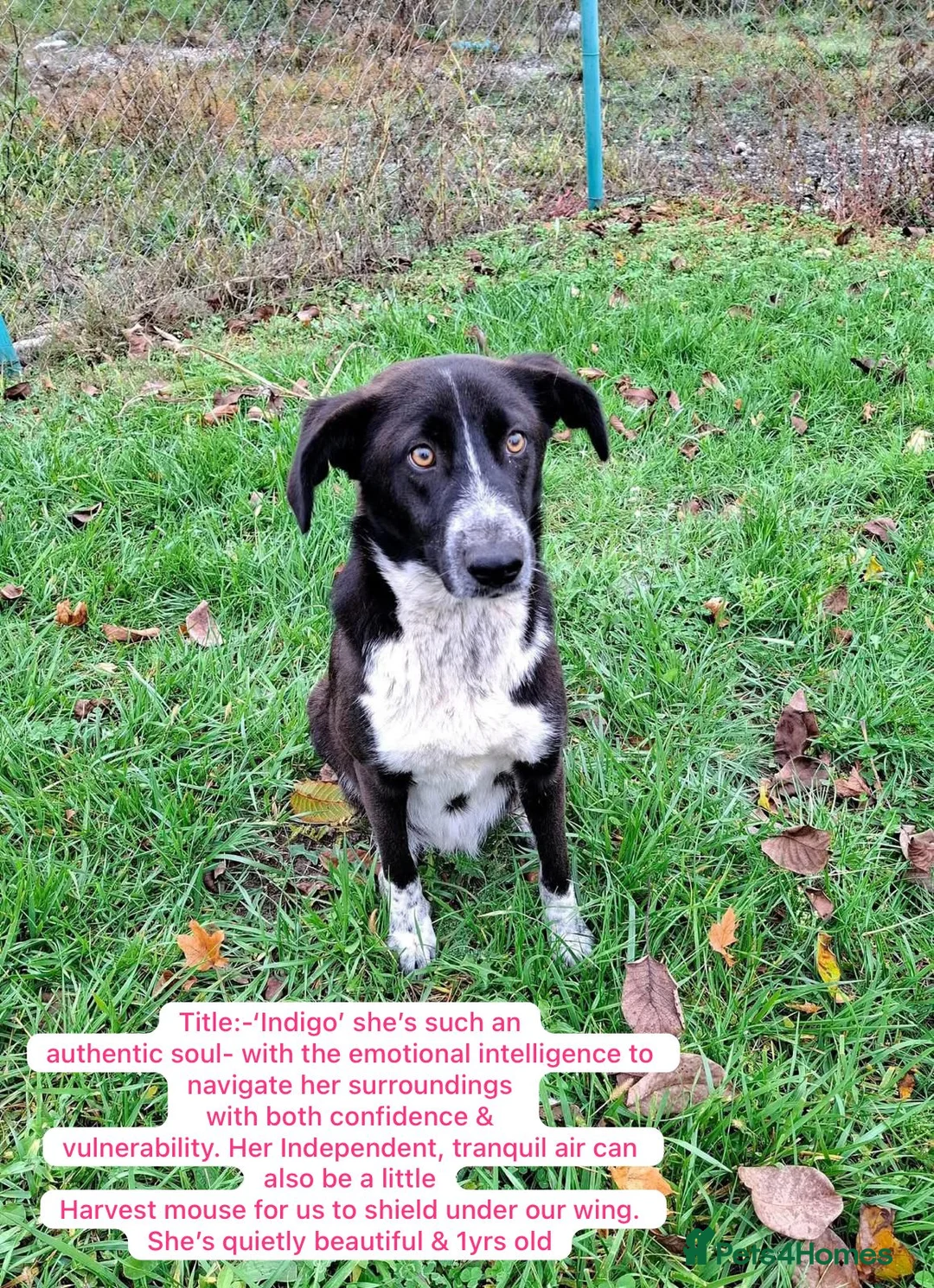 Mixed Breed dogs for adoption: Indigo, 1 yr approx. Available for adoption. - Advert 1