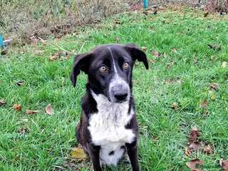 Mixed Breed dogs Indigo, 1 yr approx. Available for adoption. - Advert 2