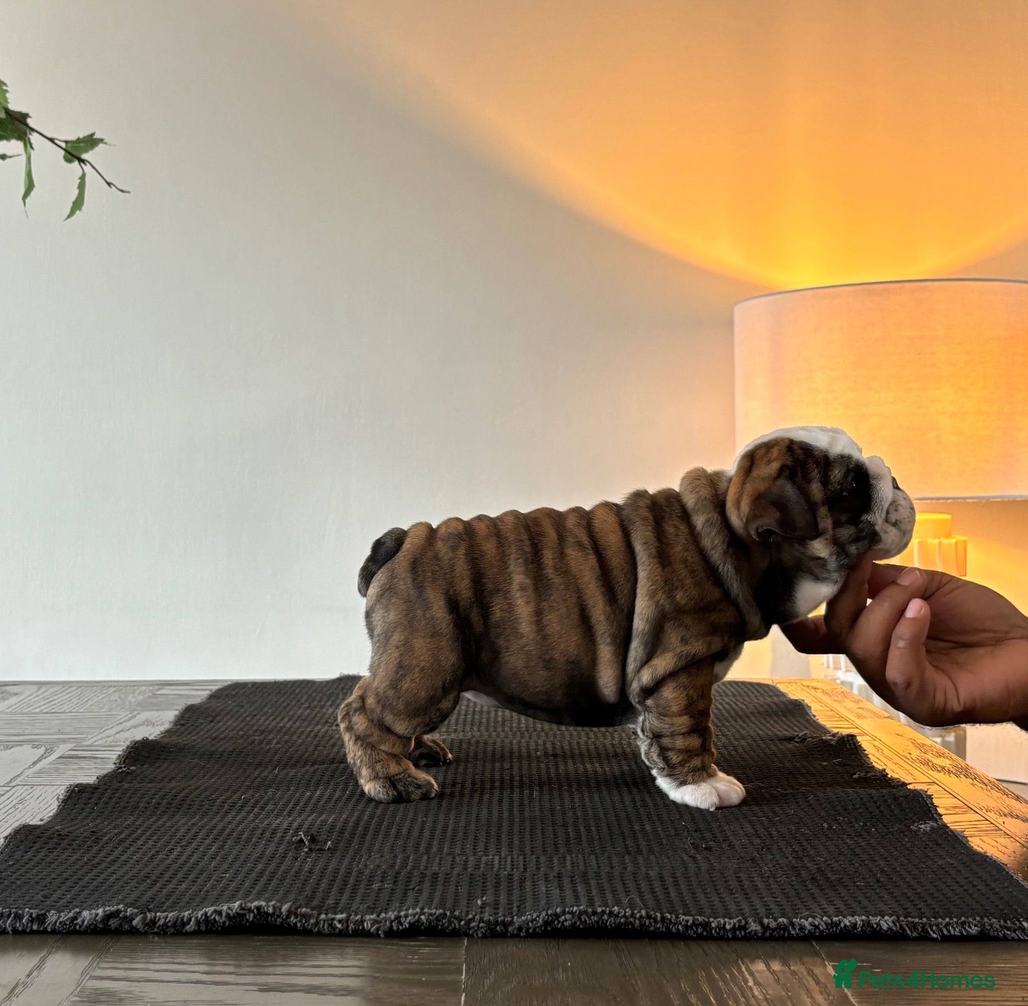 English Bulldog dogs Kc registered champion sired puppy’s  - Advert 1