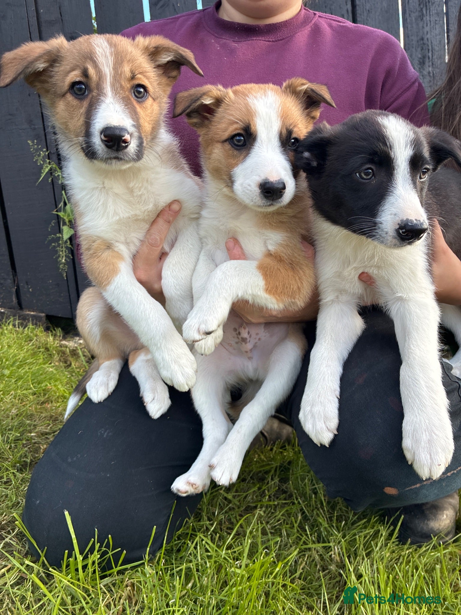Border Collie dogs Beautiful Border Collie Puppies - Advert 1