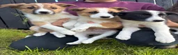 Border Collie dogs for sale: Beautiful Border Collie Puppies in Llanwrda - Advert 1