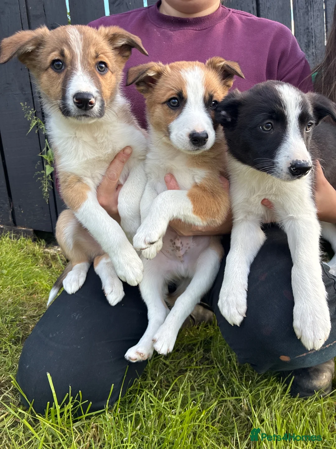 Border Collie dogs for sale: Beautiful Border Collie Puppies in Llanwrda - Advert 1