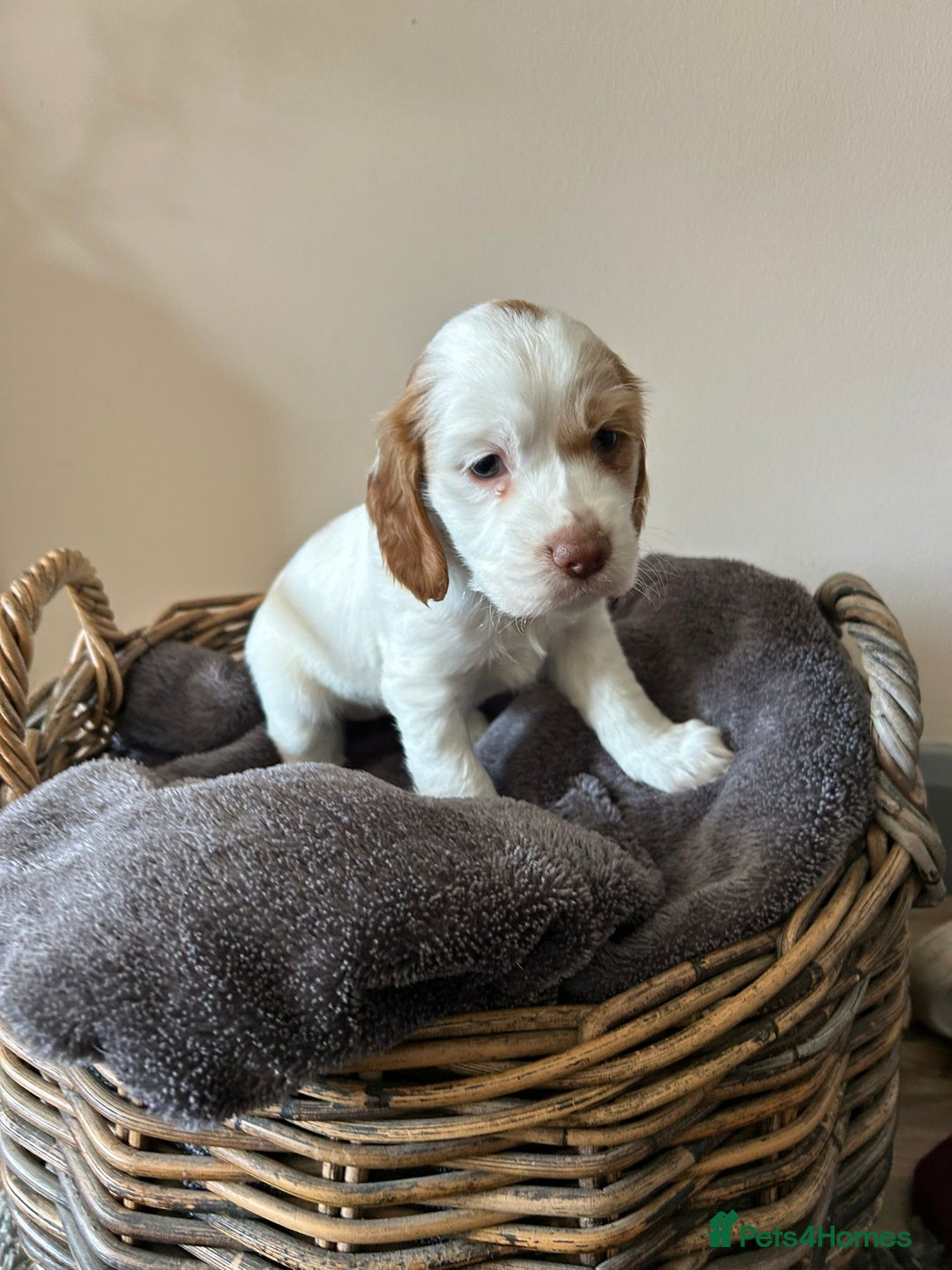 Cocker Spaniel dogs for sale: Three stunning Cocker pups  - Image 3