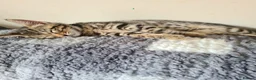 Bengal cats for sale: Kittens x bengal READY TO LEAVE  - Advert 10