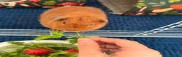 Guinea Pig rodents for sale: Teddy Guinea pigs  - Advert 1