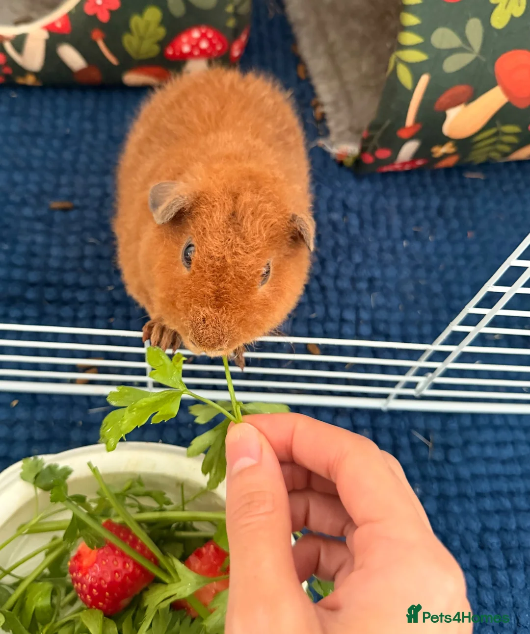 Guinea Pig rodents for sale: Teddy Guinea pigs  - Advert 1