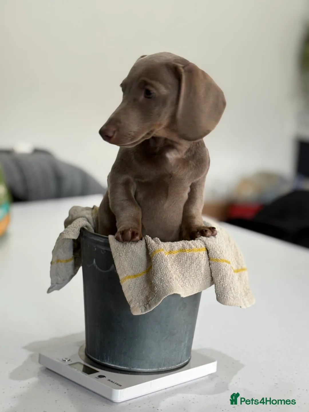 Miniature Dachshund dogs for sale: Wonderfully Natured miniature Dachshund for sale in Brighton - Advert 2
