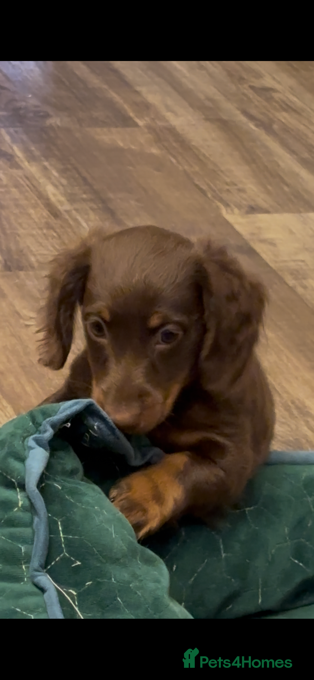 Miniature Dachshund dogs for sale: Ready now KC reg long and short coated PRA clear  - Image 29