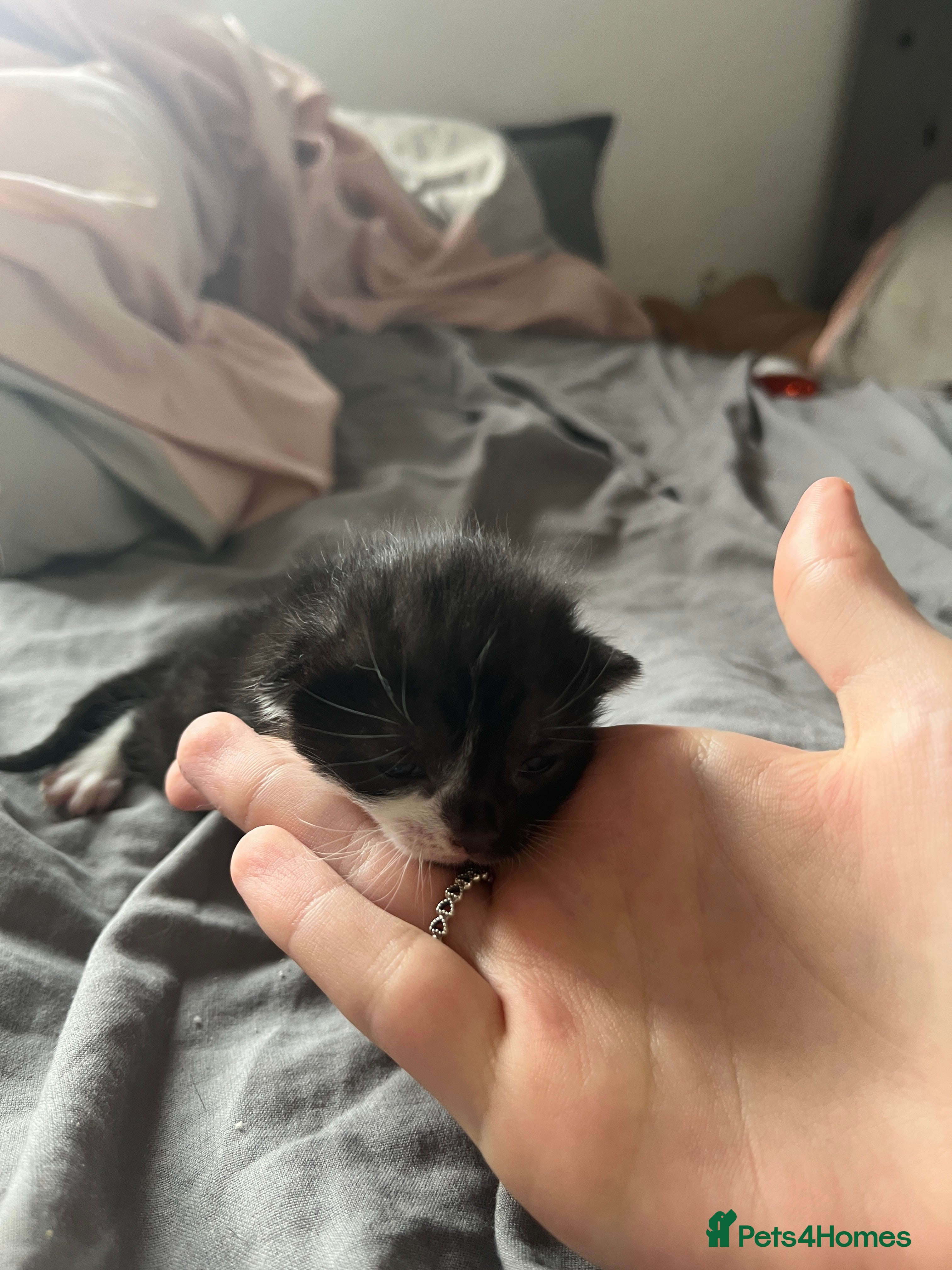 Mixed Breed cats beautiful kittens ready for adoption  - Advert 1