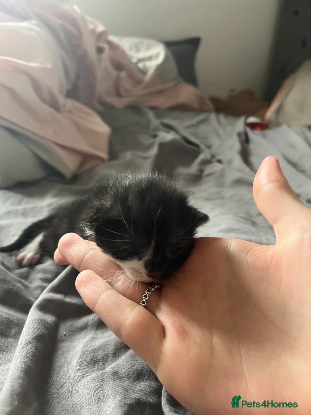 Mixed Breed cats for sale: beautiful kittens ready for adoption  - Advert 1
