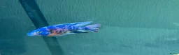 Cichlids fish for sale: Peacock Marble cichlids - Advert 3