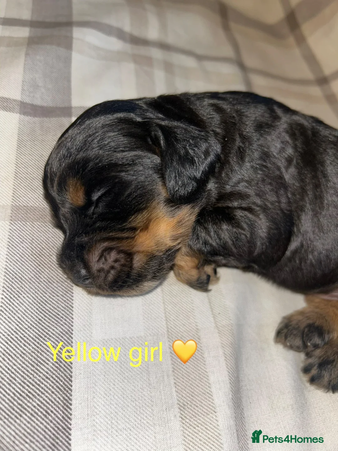 Cocker Spaniel dogs for sale:  KC Reg Beautiful Show Type Cocker Spaniel Litter - Advert 2