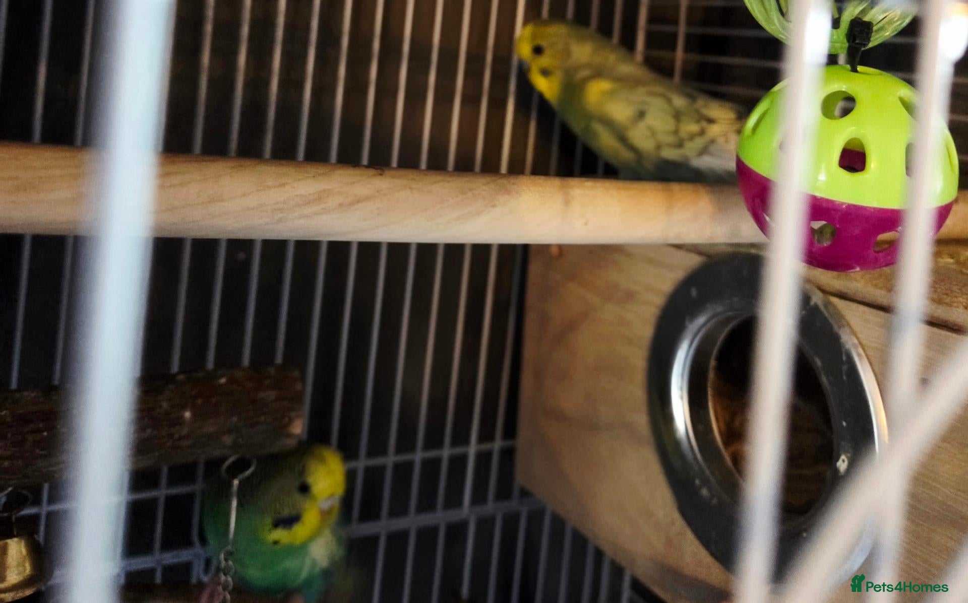 Budgerigars birds Young male and female bonded budgies - Advert 1