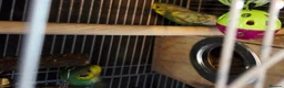 Budgerigars birds for sale: Young male and female bonded budgies - Advert 1