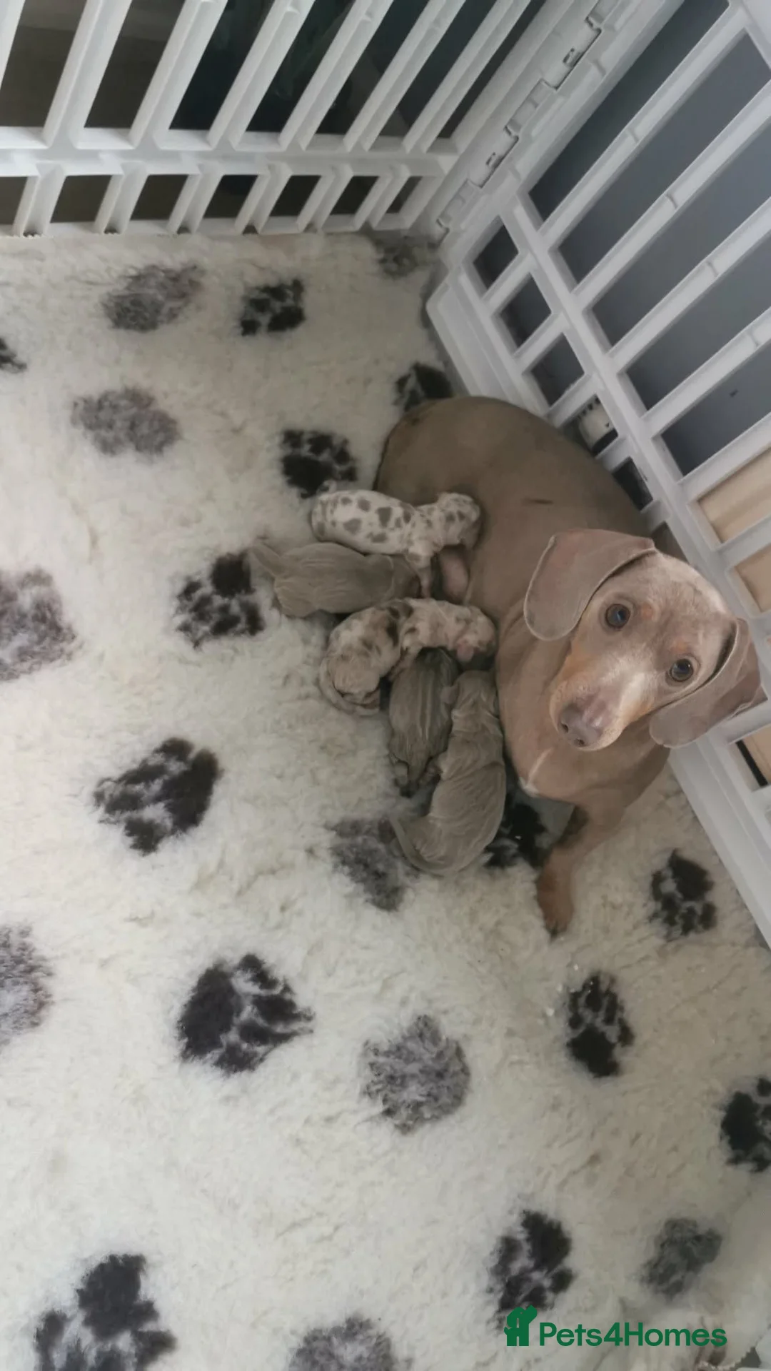 Miniature Dachshund dogs for sale: Miniature dachshunds kc registered  - Advert 16
