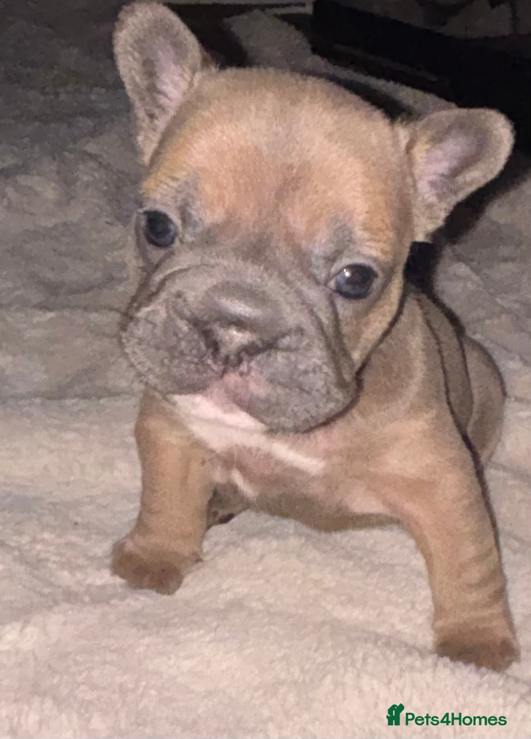 French Bulldog dogs French bulldog puppies  - Advert 10