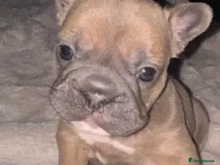 French Bulldog dogs French bulldog puppies - Advert 15