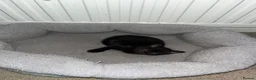 Ragamese cats for sale: 2 girls 1 boy pure bred ragamese kittens. - Advert 8