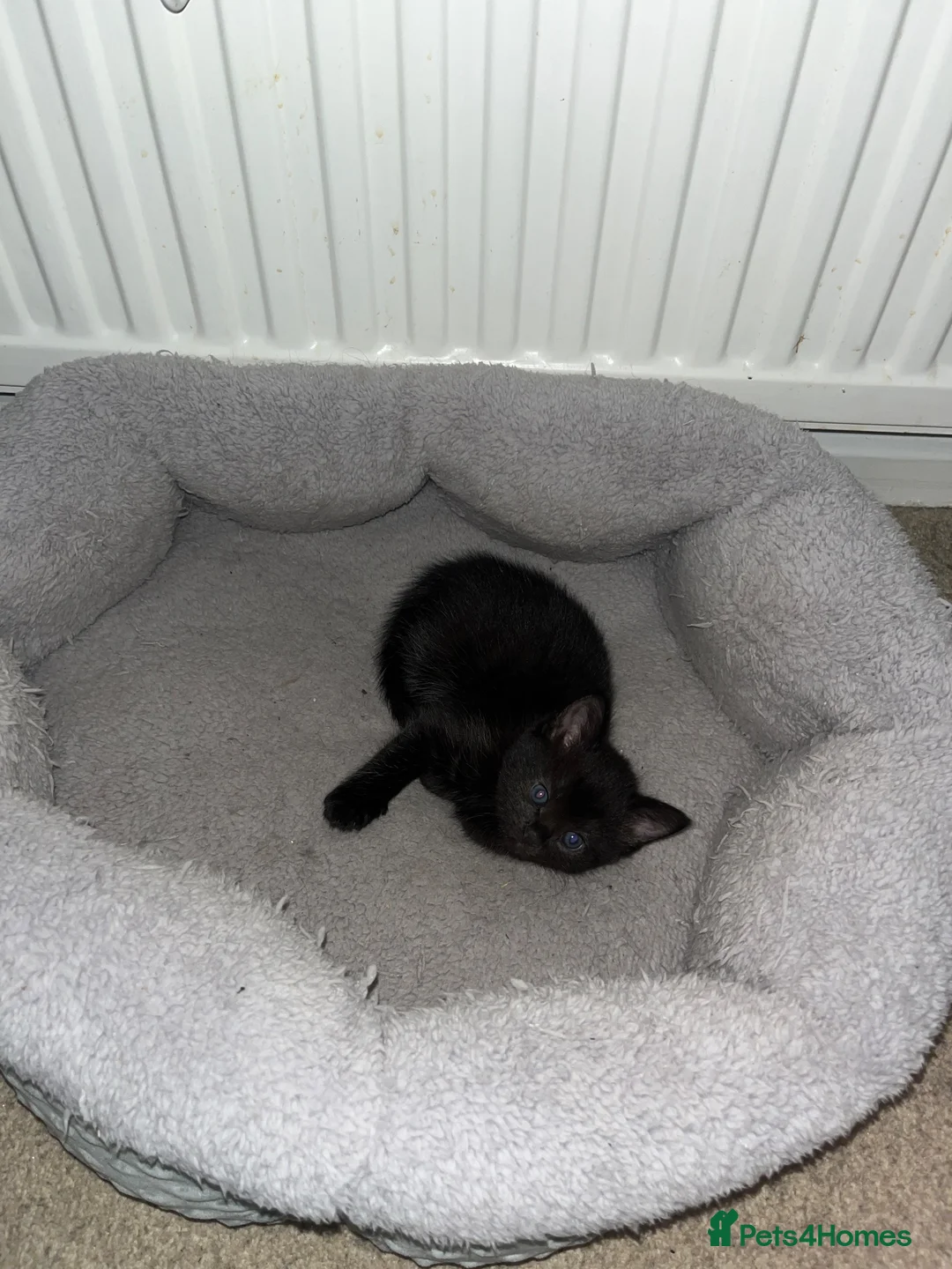 Ragamese cats for sale: 2 girls 1 boy pure bred ragamese kittens. - Advert 8