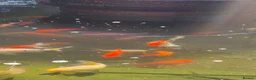 Koi Carp fish for sale: Mixture of Pond Fish including Koi Carp - Advert 5