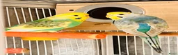 Budgerigars birds for sale: 6 Beautiful Budgies for Sale Including Cage & Food in Stevenage - Advert 5