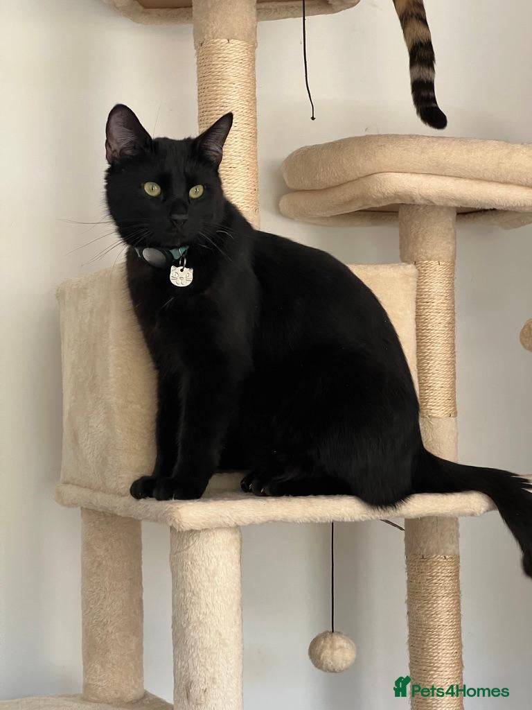 Bengal cats Fendi & Bagheera–Beautiful, Loving Bengal Pair - Advert 2